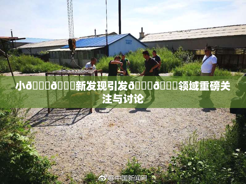小🐔🐔新发现引发🍑🔞领域重磅关注与讨论