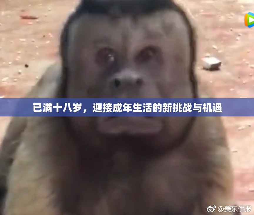 已满十八岁，迎接成年生活的新挑战与机遇
