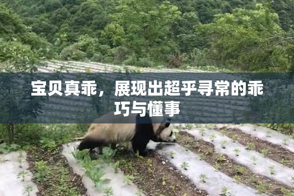 宝贝真乖，展现出超乎寻常的乖巧与懂事