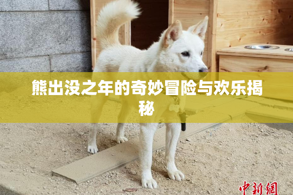 熊出没之年的奇妙冒险与欢乐揭秘