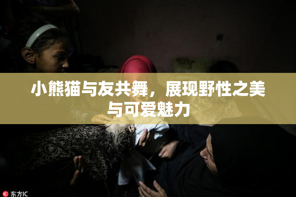 小熊猫与友共舞，展现野性之美与可爱魅力