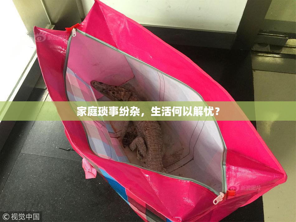 家庭琐事纷杂，生活何以解忧？