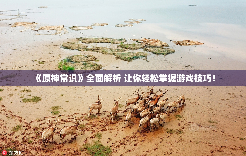 《原神常识》全面解析 让你轻松掌握游戏技巧！