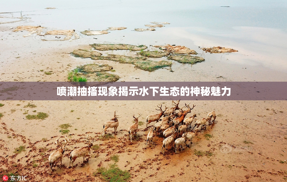 喷潮抽搐现象揭示水下生态的神秘魅力