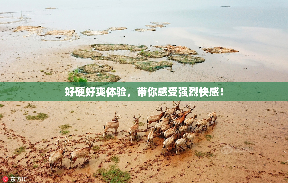 好硬好爽体验，带你感受强烈快感！