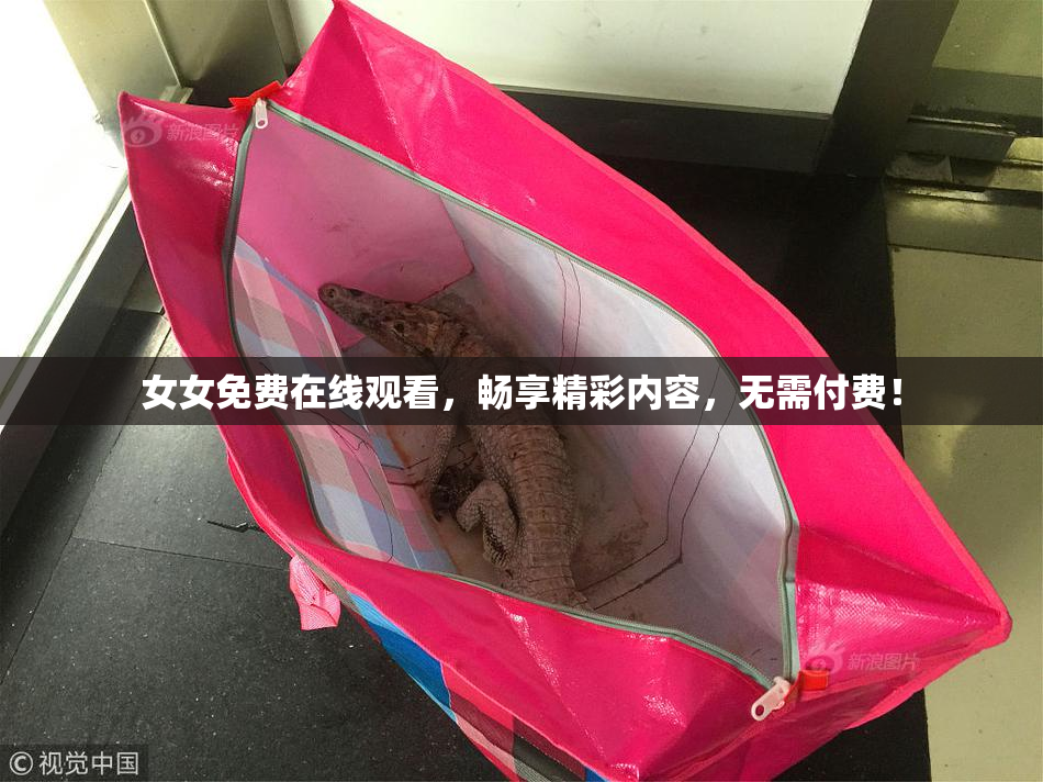 女女免费在线观看，畅享精彩内容，无需付费！