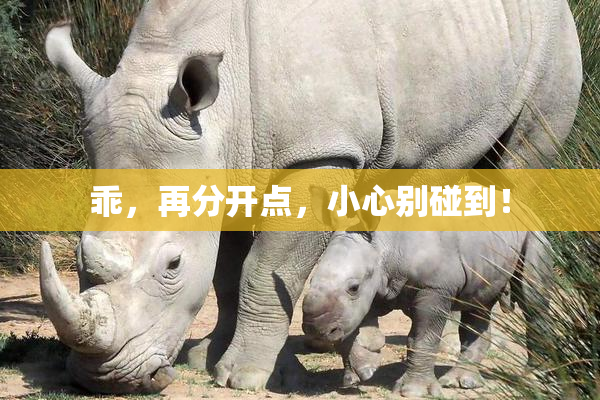 乖，再分开点，小心别碰到！