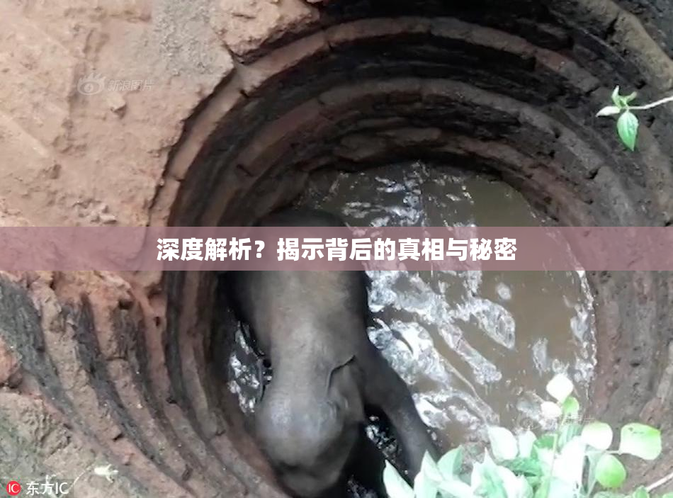 深度解析？揭示背后的真相与秘密