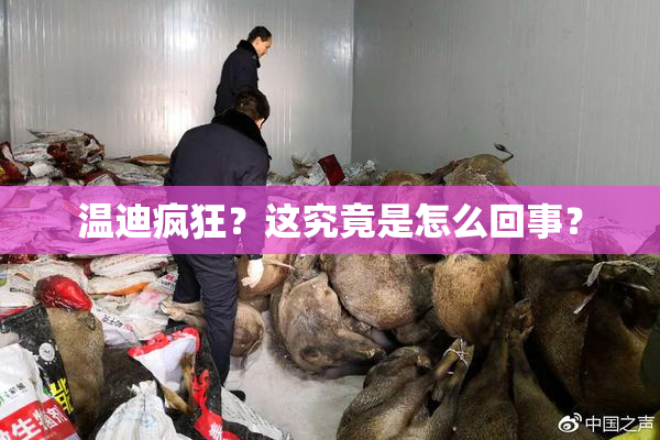 温迪疯狂？这究竟是怎么回事？