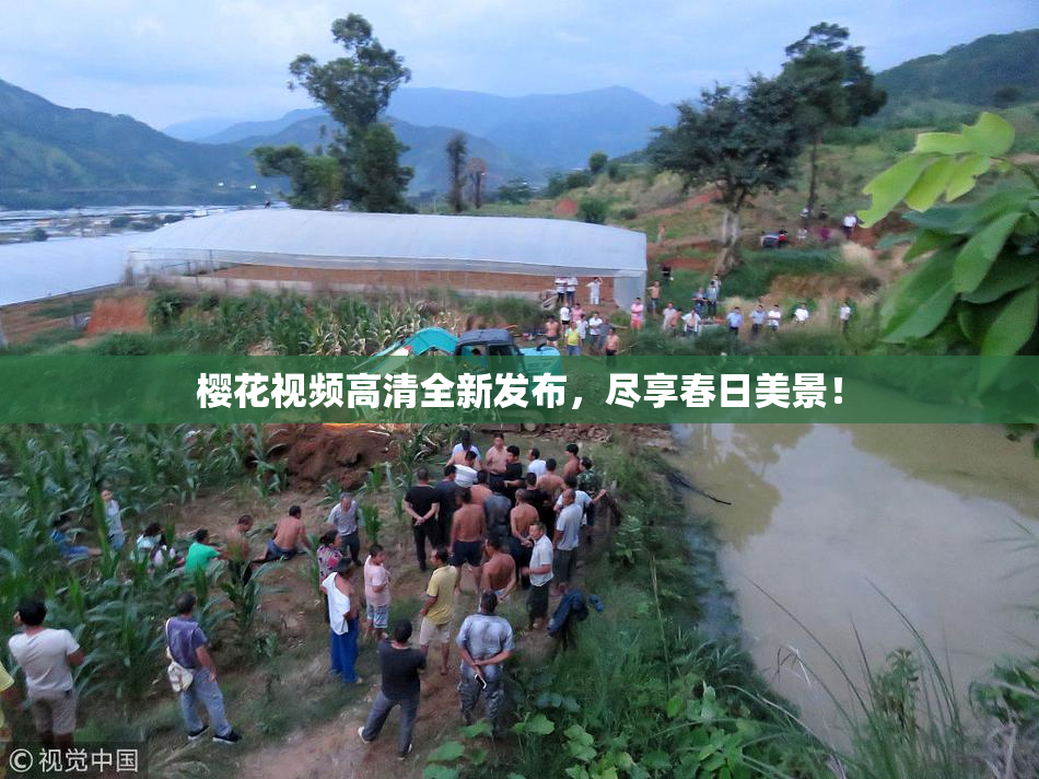 樱花视频高清全新发布，尽享春日美景！