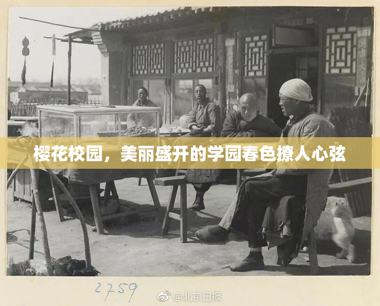 樱花校园，美丽盛开的学园春色撩人心弦
