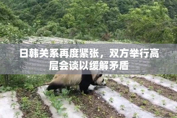 日韩关系再度紧张，双方举行高层会谈以缓解矛盾