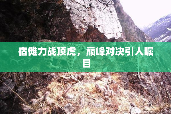 宿傩力战顶虎，巅峰对决引人瞩目