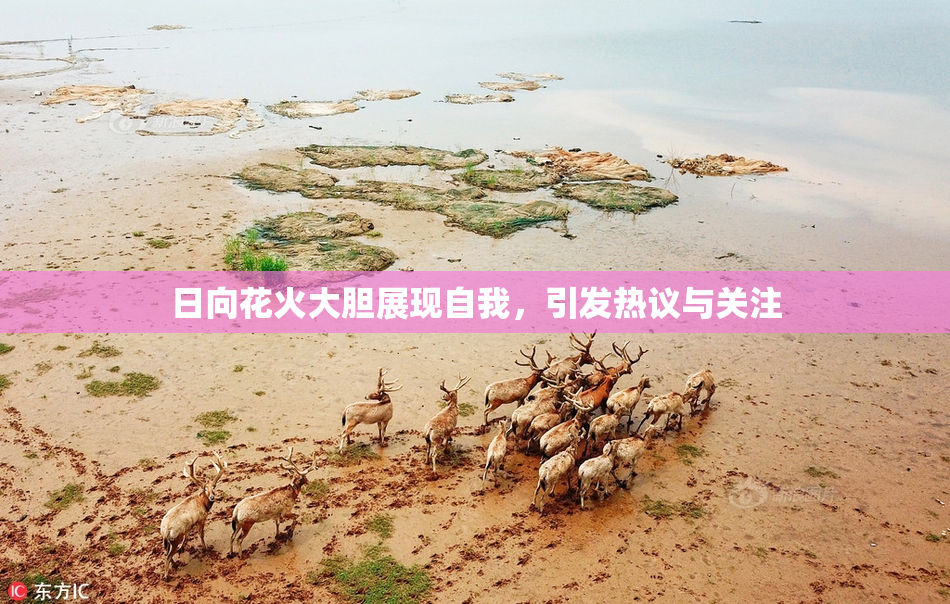 日向花火大胆展现自我，引发热议与关注