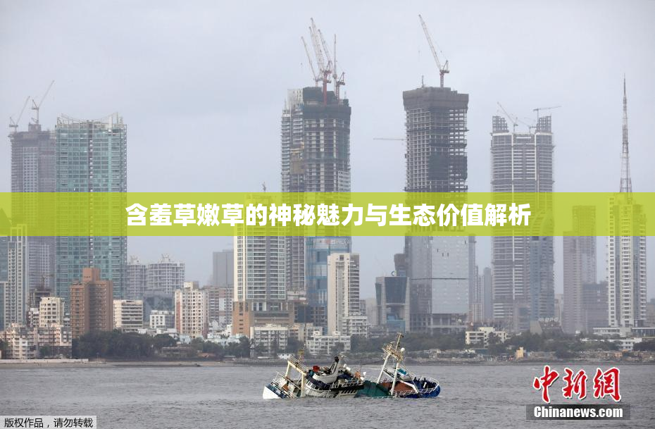 含羞草嫩草的神秘魅力与生态价值解析
