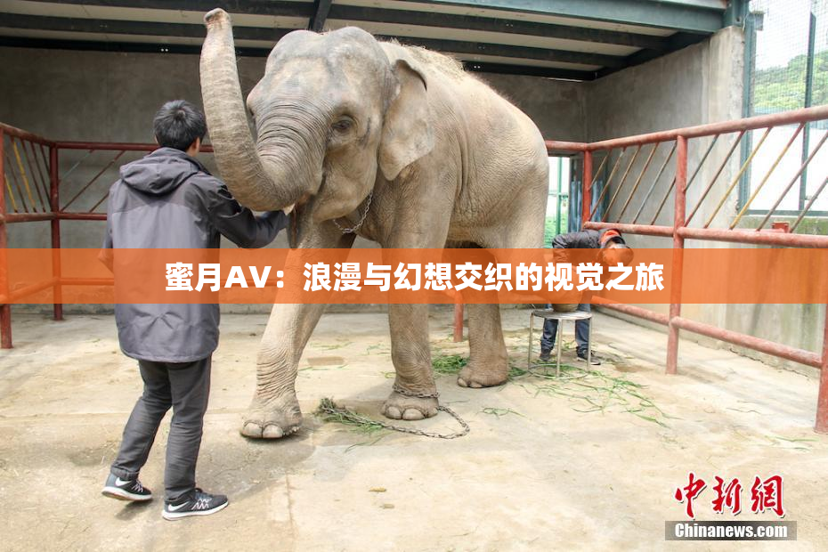 蜜月AV：浪漫与幻想交织的视觉之旅