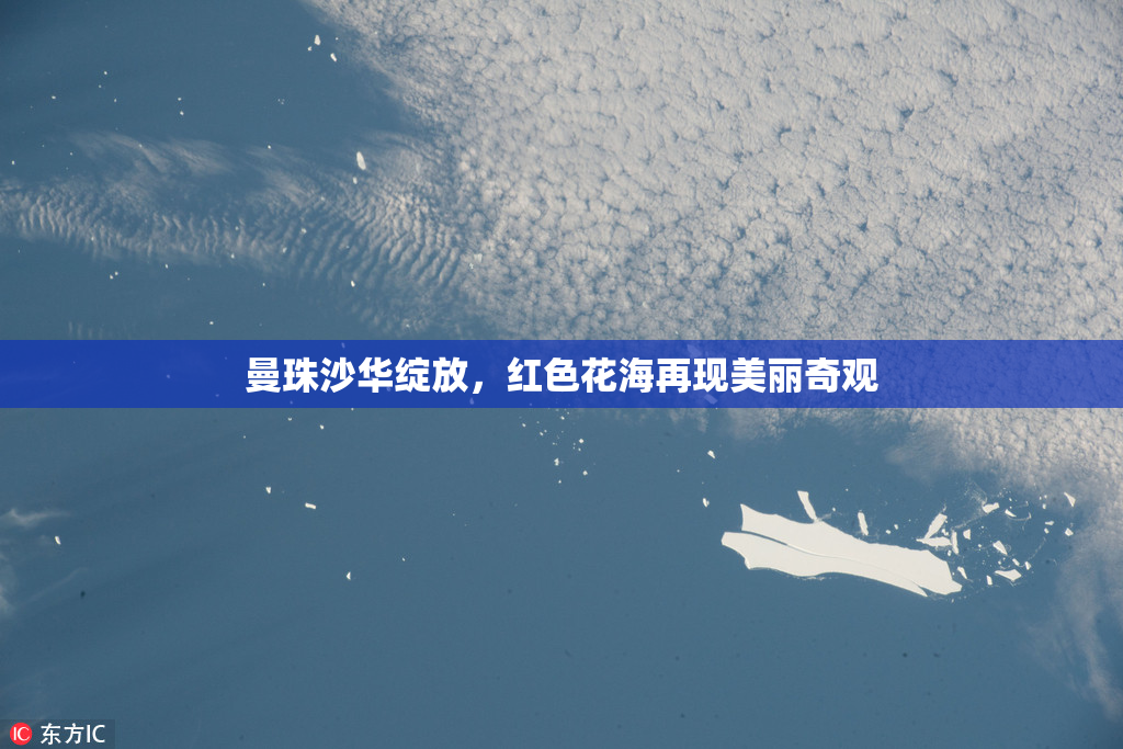 曼珠沙华绽放，红色花海再现美丽奇观