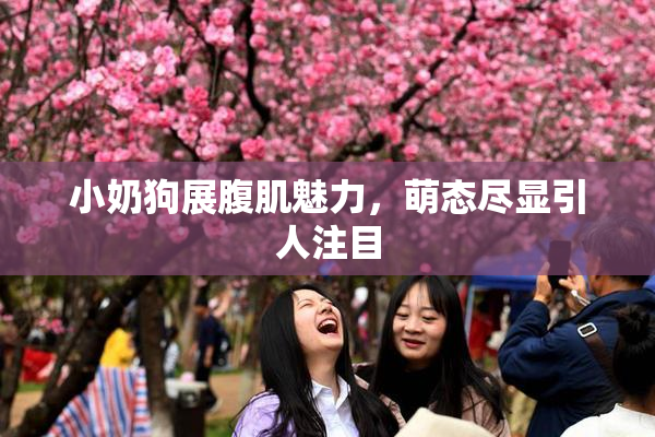 小奶狗展腹肌魅力，萌态尽显引人注目