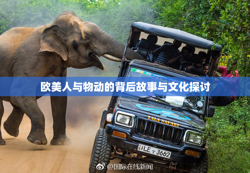 欧美人与物动的背后故事与文化探讨