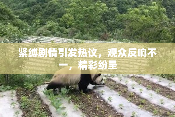 紧缚剧情引发热议，观众反响不一，精彩纷呈