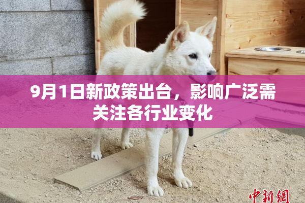 9月1日新政策出台，影响广泛需关注各行业变化