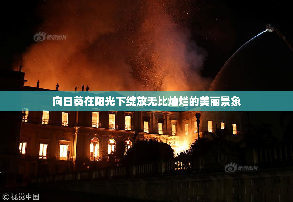 向日葵在阳光下绽放无比灿烂的美丽景象
