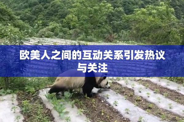 欧美人之间的互动关系引发热议与关注