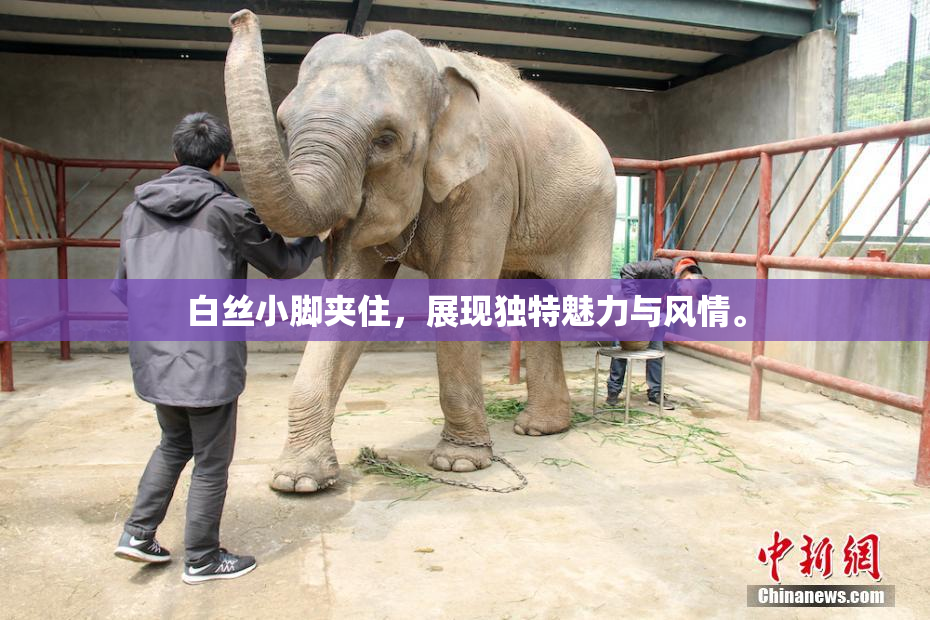 白丝小脚夹住，展现独特魅力与风情。