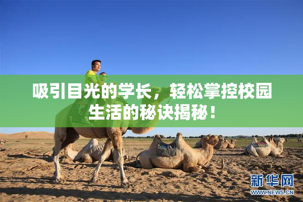 吸引目光的学长，轻松掌控校园生活的秘诀揭秘！
