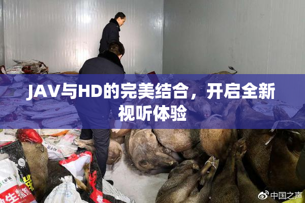 JAV与HD的完美结合，开启全新视听体验