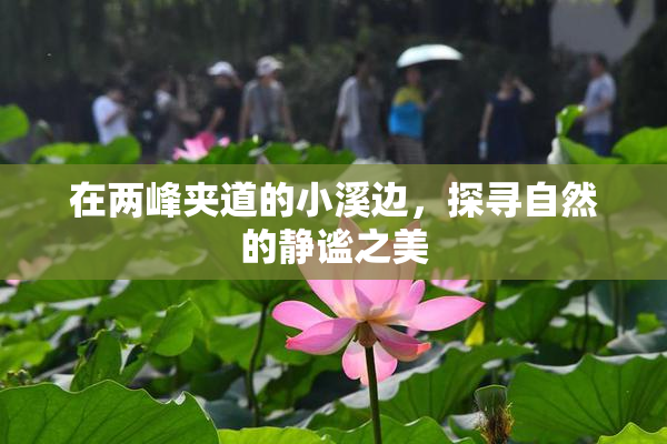 在两峰夹道的小溪边，探寻自然的静谧之美