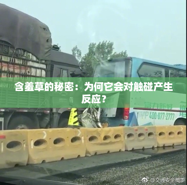 含羞草的秘密：为何它会对触碰产生反应？