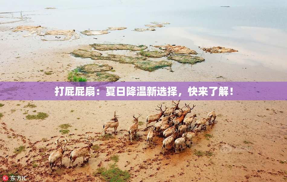 打屁屁扇：夏日降温新选择，快来了解！