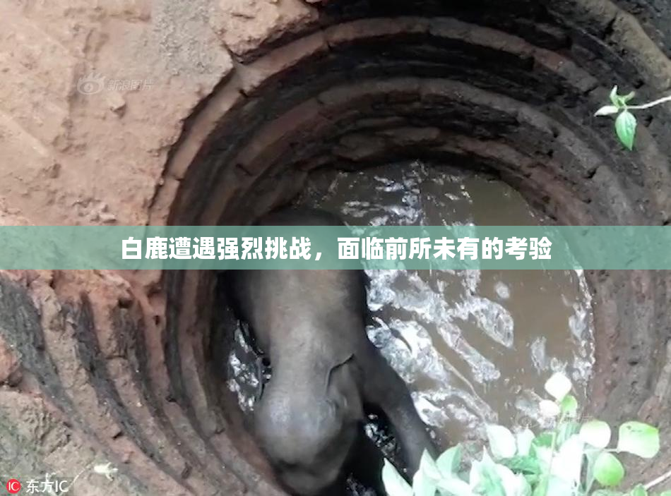 白鹿遭遇强烈挑战，面临前所未有的考验