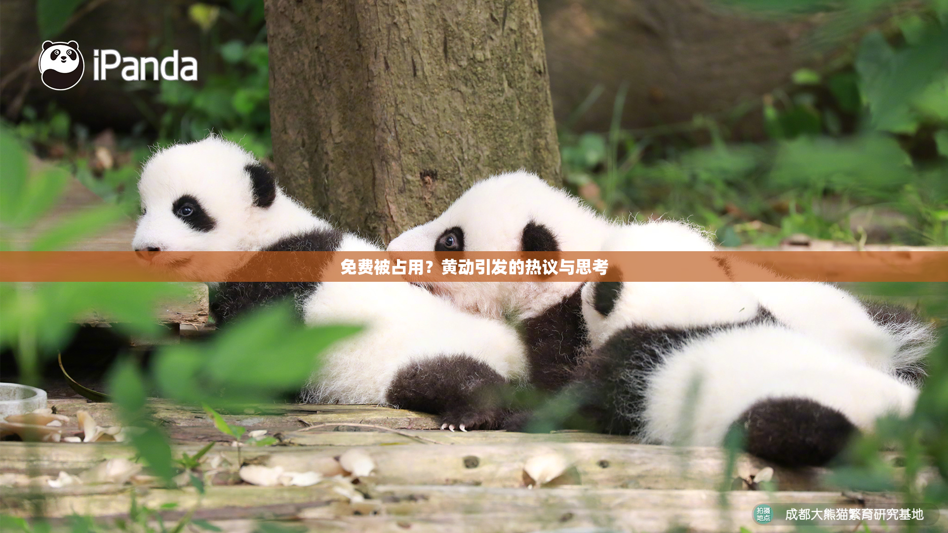 免费被占用？黄动引发的热议与思考