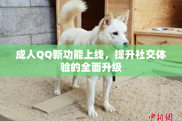 成人QQ新功能上线，提升社交体验的全面升级