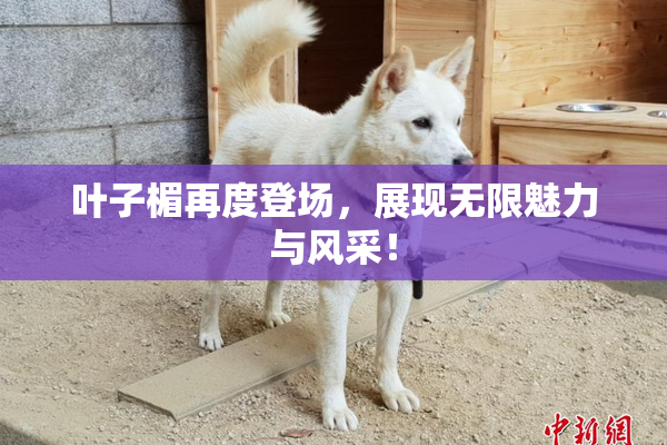 叶子楣再度登场，展现无限魅力与风采！