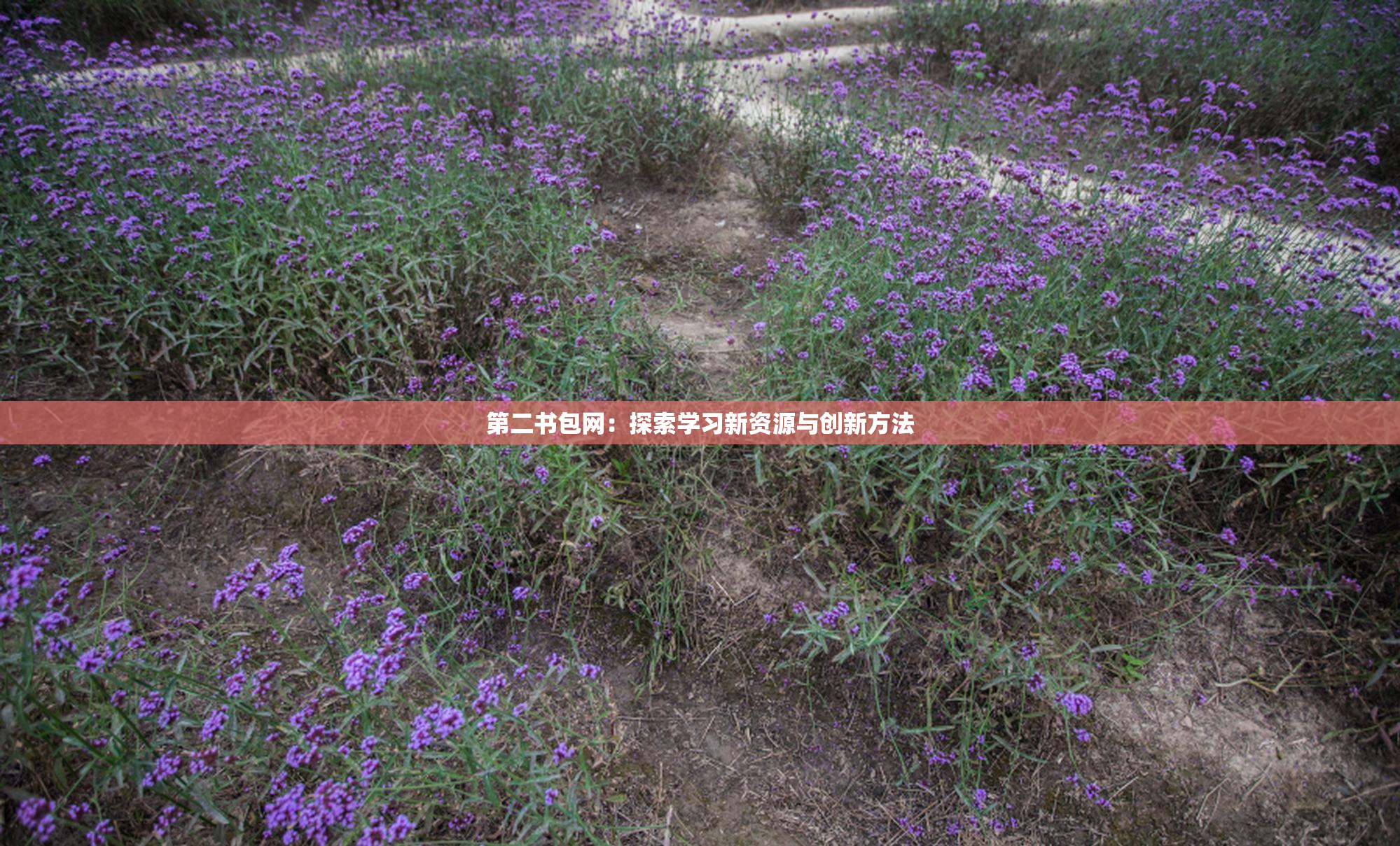 第二书包网：探索学习新资源与创新方法