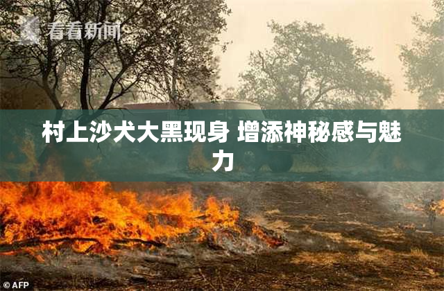 村上沙犬大黑现身 增添神秘感与魅力