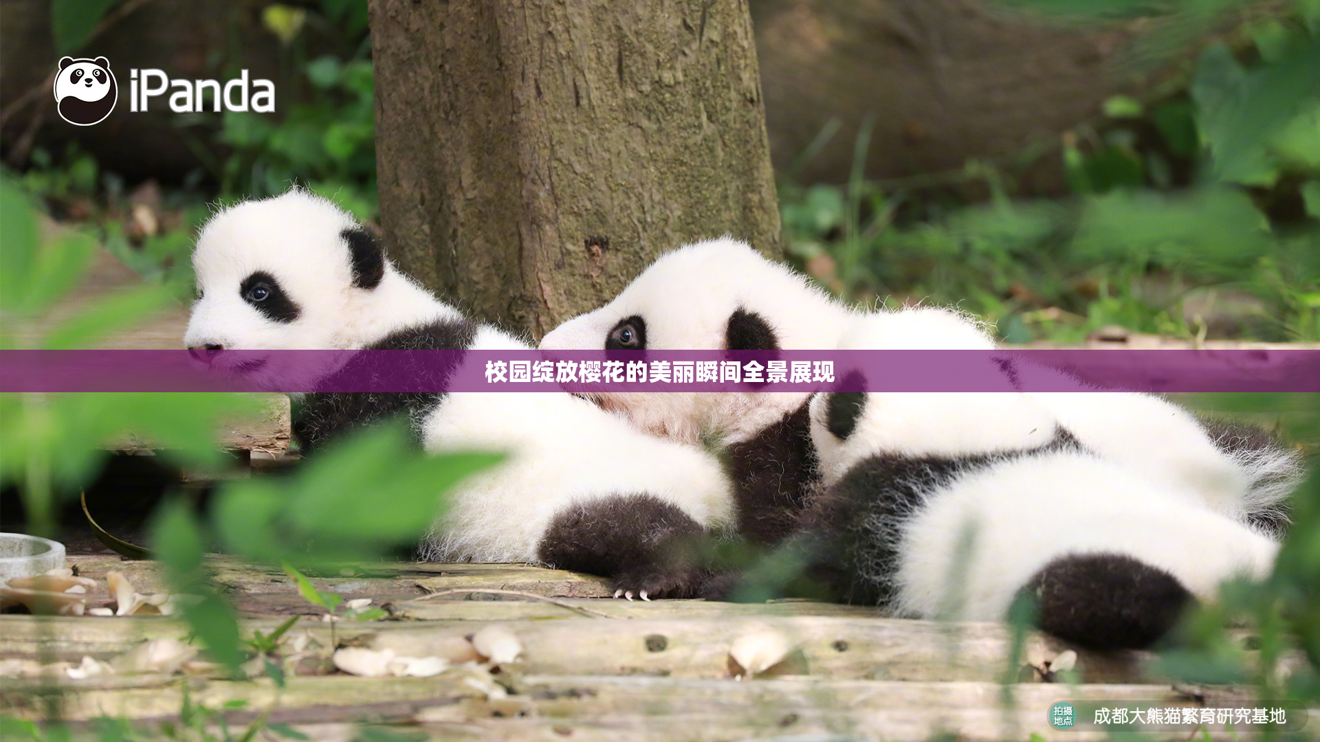 校园绽放樱花的美丽瞬间全景展现
