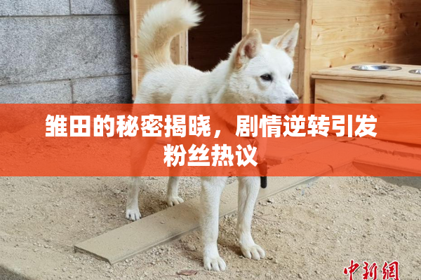 雏田的秘密揭晓，剧情逆转引发粉丝热议