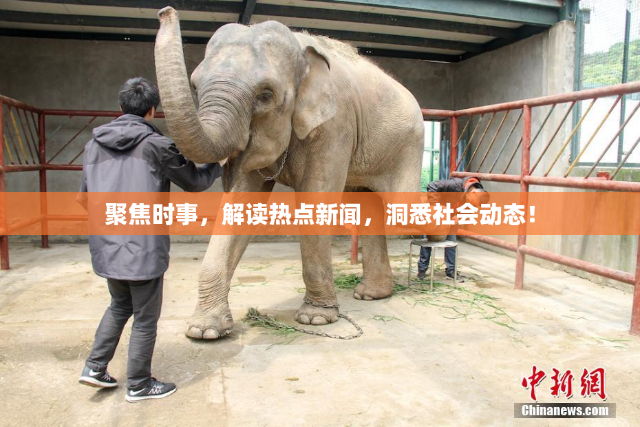 聚焦时事，解读热点新闻，洞悉社会动态！