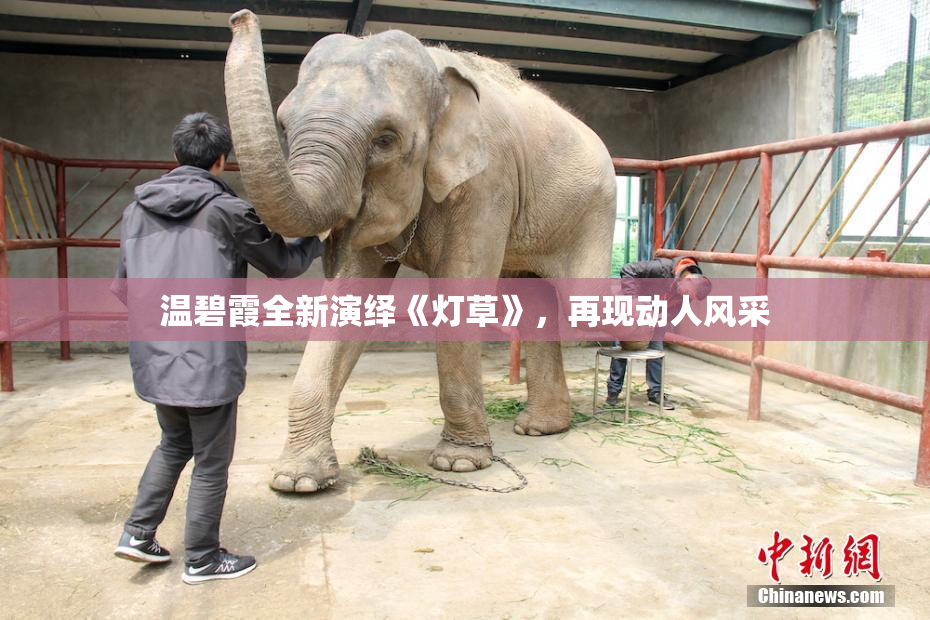 温碧霞全新演绎《灯草》，再现动人风采