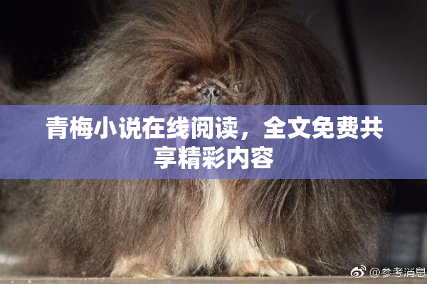 青梅小说在线阅读，全文免费共享精彩内容