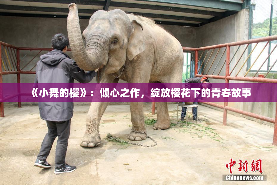 《小舞的樱》：倾心之作，绽放樱花下的青春故事