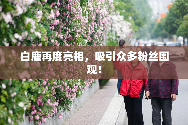 白鹿再度亮相，吸引众多粉丝围观！