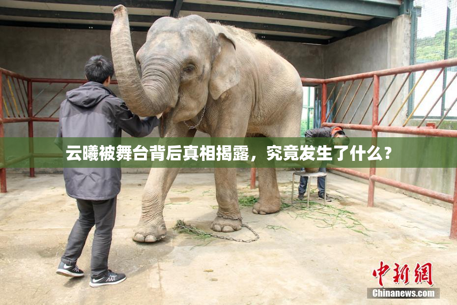 云曦被舞台背后真相揭露，究竟发生了什么？