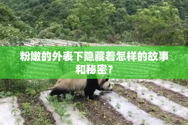 粉嫩的外表下隐藏着怎样的故事和秘密？