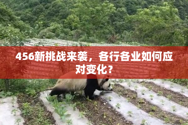 456新挑战来袭，各行各业如何应对变化？