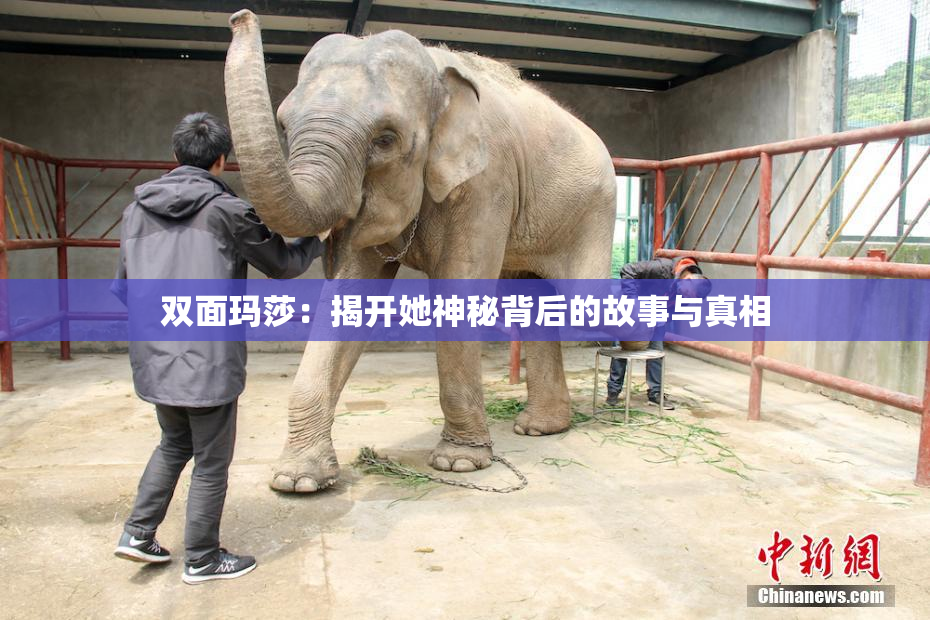 双面玛莎：揭开她神秘背后的故事与真相